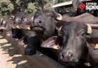 $5-bn success story,  and growing: Buffalo meat exports surge
