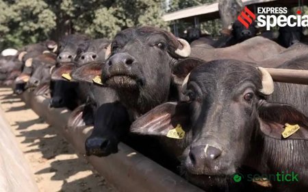 $5-bn success story,  and growing: Buffalo meat exports surge