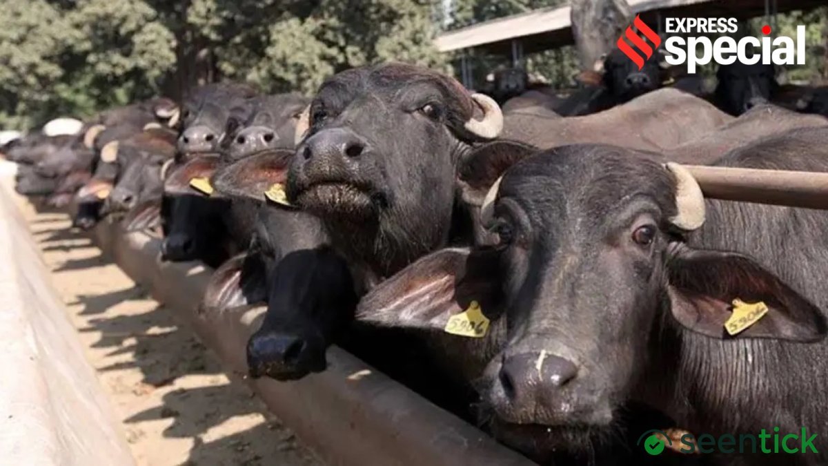 $5-bn success story,  and growing: Buffalo meat exports surge
