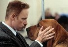 6 Great Dog Movies To Watch To Celebrate National Dog Day 2026