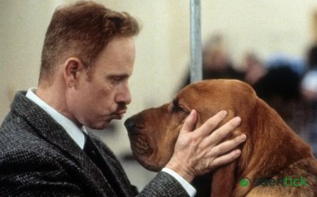 6 Great Dog Movies To Watch To Celebrate National Dog Day 2026