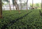 A decades-old friendship, two tea families and the making of India’s first commercial matcha