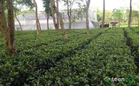A decades-old friendship, two tea families and the making of India’s first commercial matcha