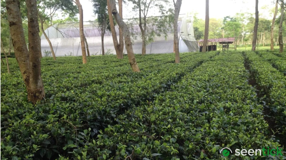 A decades-old friendship, two tea families and the making of India’s first commercial matcha