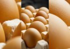 Are eggs safe to eat? Your salmonella questions answered