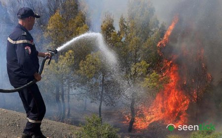 At least 12 dead as wildfires sweep through northern Algeria