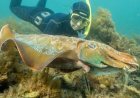 Australia usually hosts the world's biggest cuttlefish mating event - not this year