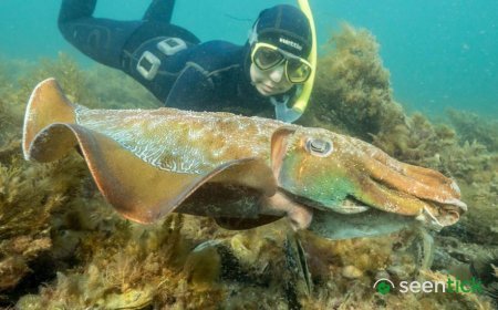 Australia usually hosts the world's biggest cuttlefish mating event - not this year
