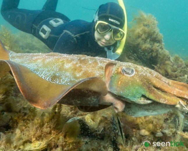 Australia usually hosts the world's biggest cuttlefish mating event - not this year