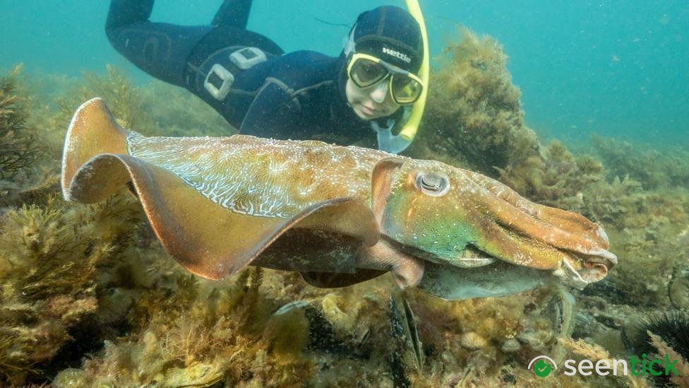 Australia usually hosts the world's biggest cuttlefish mating event - not this year
