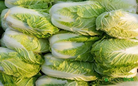 China probes use of formaldehyde to keep cabbages fresh