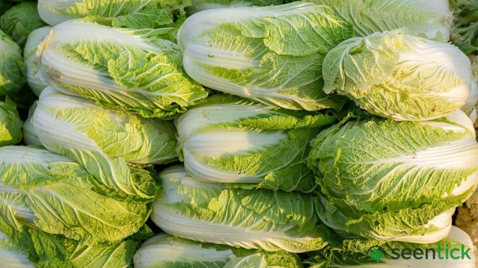 China probes use of formaldehyde to keep cabbages fresh