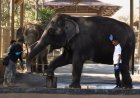 Dedicated fund, in-situ conservation, no imports: Vantara submits voluntary CITES commitments