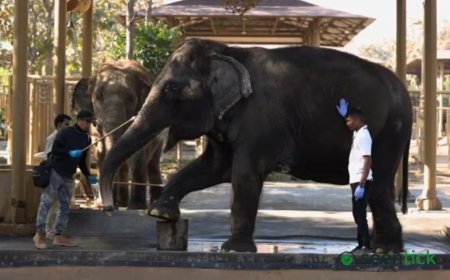 Dedicated fund, in-situ conservation, no imports: Vantara submits voluntary CITES commitments