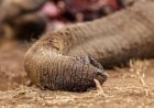 Four arrested over suspected poisoning of elephants in Kenya
