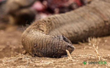 Four arrested over suspected poisoning of elephants in Kenya