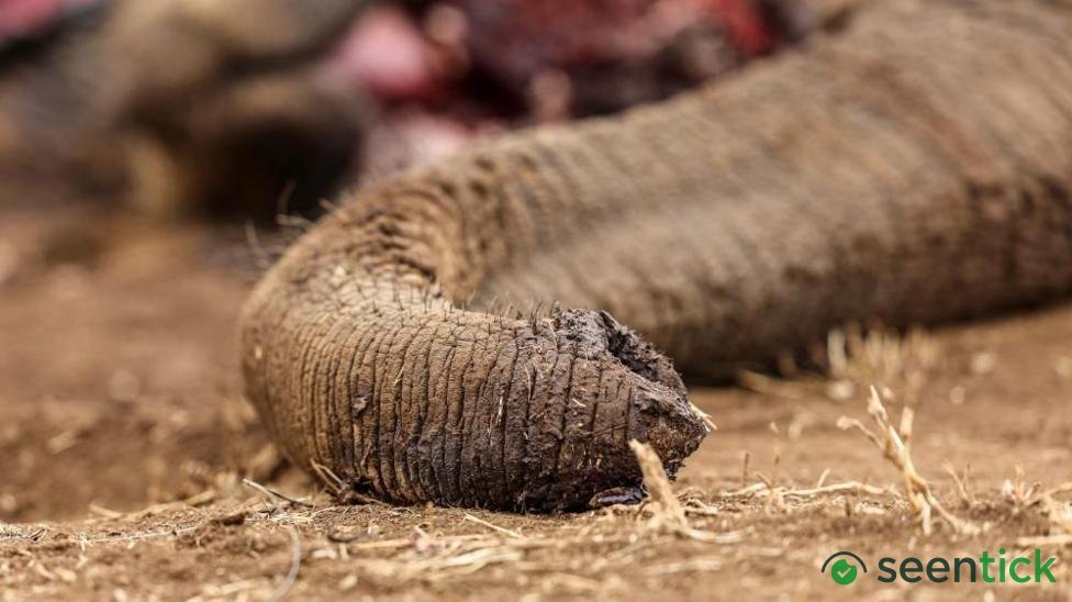 Four arrested over suspected poisoning of elephants in Kenya