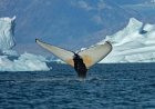 Giant whales move into Greenland waters as ice disappears