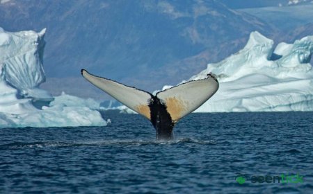 Giant whales move into Greenland waters as ice disappears