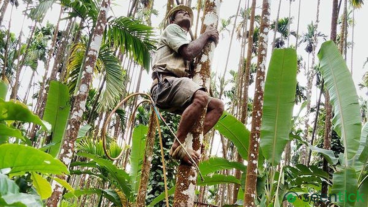 Politicians from areca growing areas oppose ban on sale of gutka, pan masala