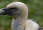 Vultures are disappearing in Nigeria - but the 'Vulture King' is fighting to reverse the trend
