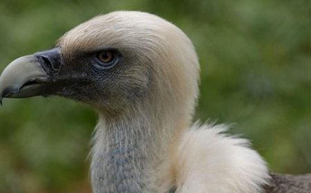 Vultures are disappearing in Nigeria - but the 'Vulture King' is fighting to reverse the trend