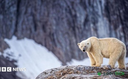 Polar Bear Waker Faces Off Against Norwegian Authorities