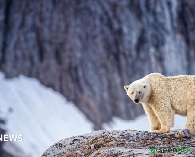 Polar Bear Waker Faces Off Against Norwegian Authorities
