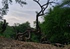 India’s first night safari project needs relook, Supreme Court panel told