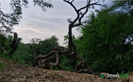 India’s first night safari project needs relook, Supreme Court panel told