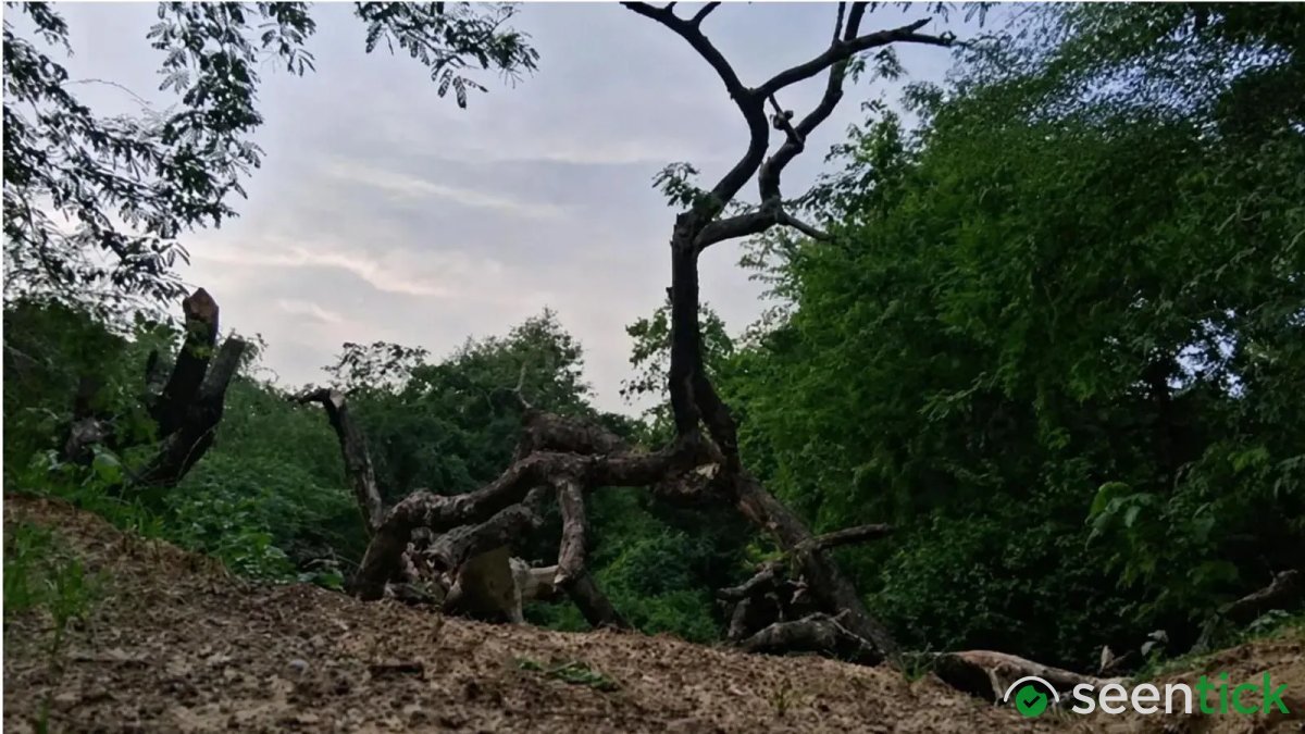 India’s first night safari project needs relook, Supreme Court panel told