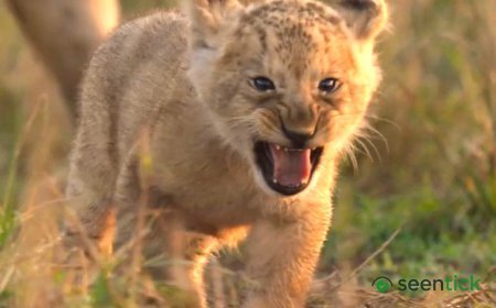 Jon Favreau-backed LION to premiere in India on August 27, follows lion cub Kio’s journey