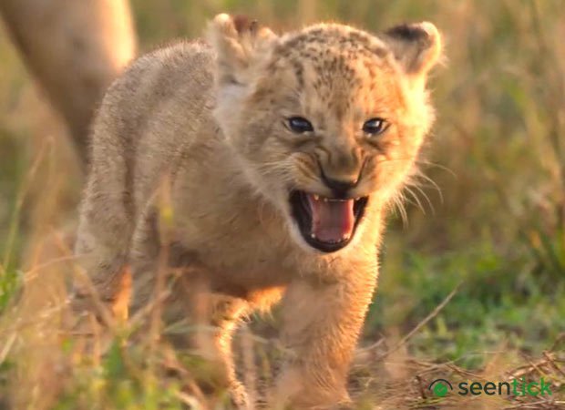 Jon Favreau-backed LION to premiere in India on August 27, follows lion cub Kio’s journey