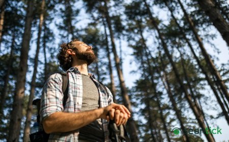 Outstanding ‘Into The Woods’ Explores Forests Anew And Stirs Ways That AI Can Reimagine Nature Journeys