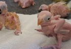 Parrot eggs hatch after suspected Thai smuggler arrested at South African airport
