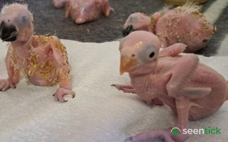Parrot eggs hatch after suspected Thai smuggler arrested at South African airport