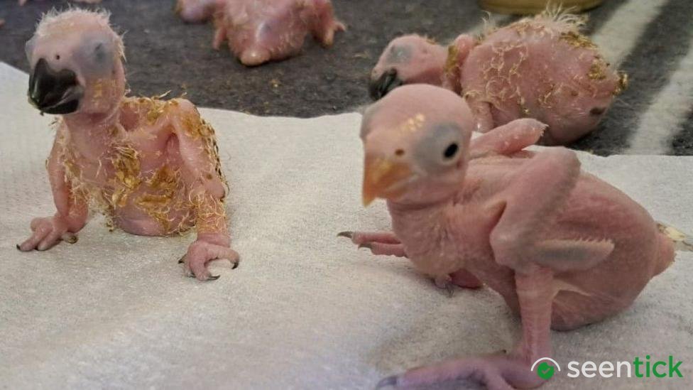 Parrot eggs hatch after suspected Thai smuggler arrested at South African airport