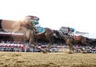 Travers Results: Leading Change Wins, Napoleon Solo Places, Golden Tempo Shows