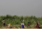 As UP's sugar output plunges, hopes on a new cane variety