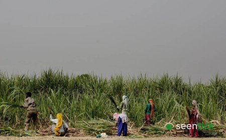 As UP's sugar output plunges, hopes on a new cane variety