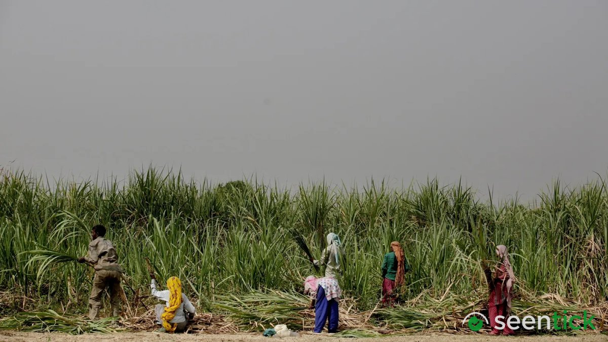 As UP's sugar output plunges, hopes on a new cane variety