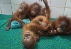 Baby orangutans found in Indian forest spark trafficking inquiry