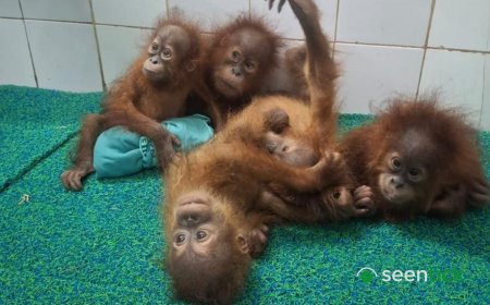 Baby orangutans found in Indian forest spark trafficking inquiry