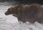 'Backpack' declared Alaska's Fat Bear Week winner