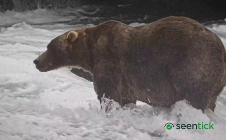 'Backpack' declared Alaska's Fat Bear Week winner
