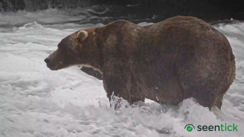 'Backpack' declared Alaska's Fat Bear Week winner