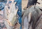 Bihar government issues advisory against consuming fish washed in by Nepal floods