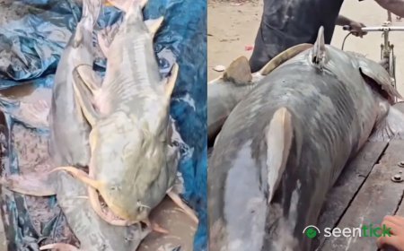 Bihar government issues advisory against consuming fish washed in by Nepal floods