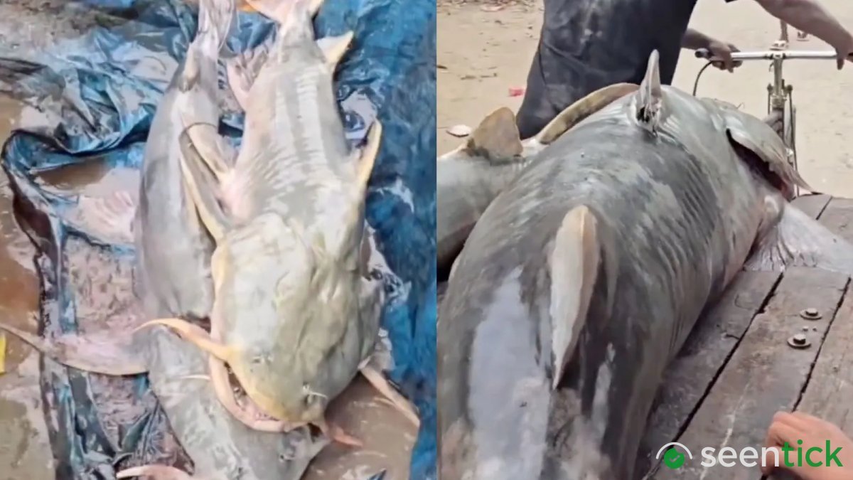 Bihar government issues advisory against consuming fish washed in by Nepal floods