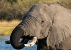 Botswana condemned for slaughtering elephants for independence celebrations